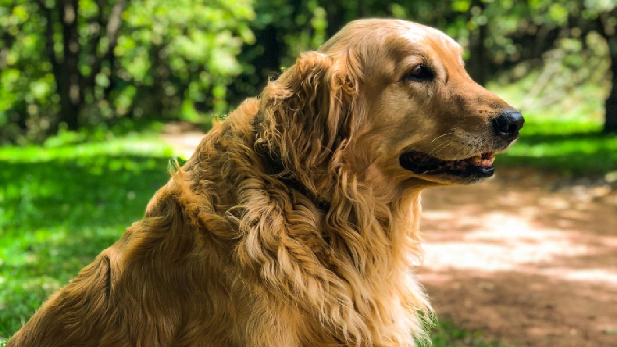 O golden retriever é ideal para terapia e assistência emocional. Imagem: Hemant Gupta/Pexels