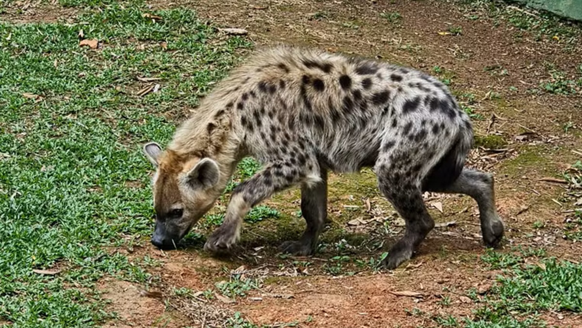 Zoo SP também apresentou um novo casal de hienas-malhadas/Divulgação/Zoo SP