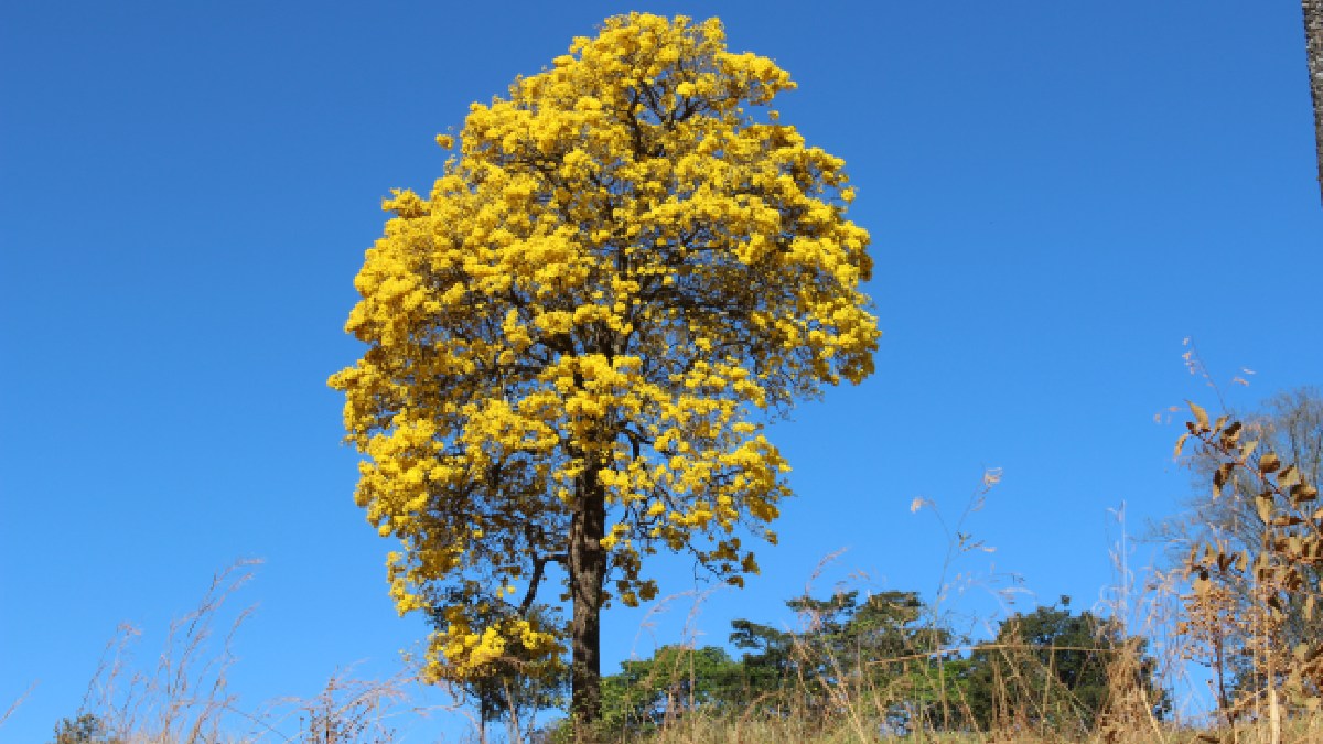 Ipê amarelo se destaca na vegetação verde e forma as cores da bandeira nacional. Imagem: Guardiãodocerrado/Wikimedia Commons