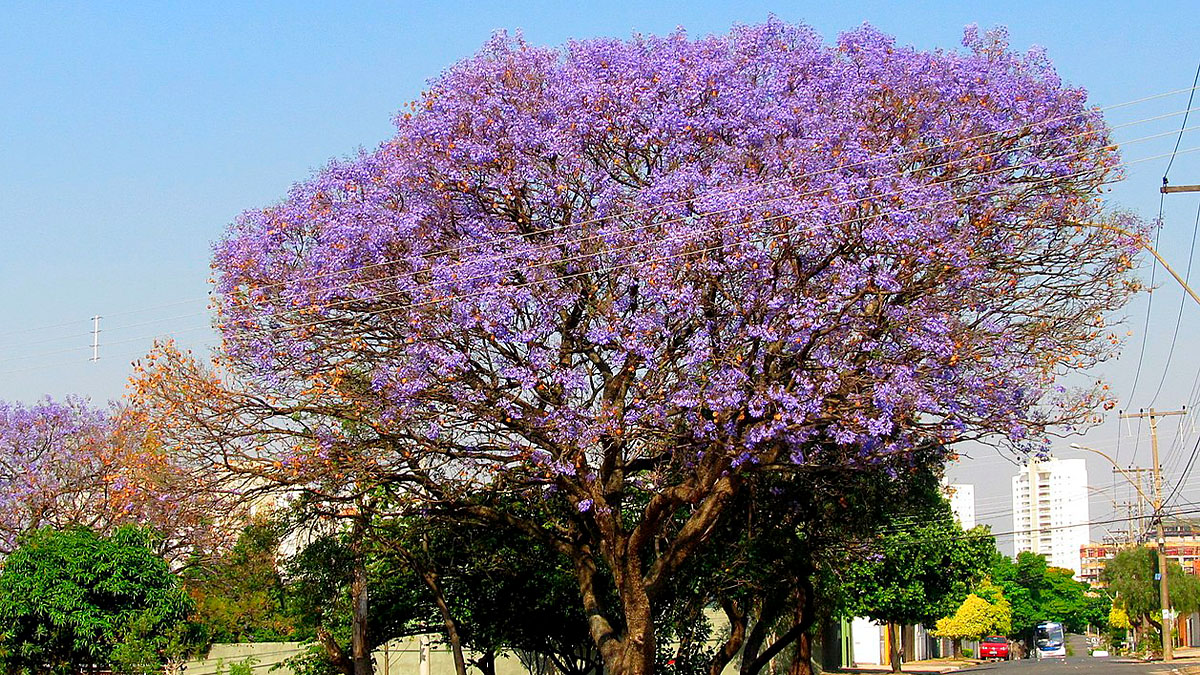 Jacaranda Mimoso | Enioprado | Wikimedia Commons