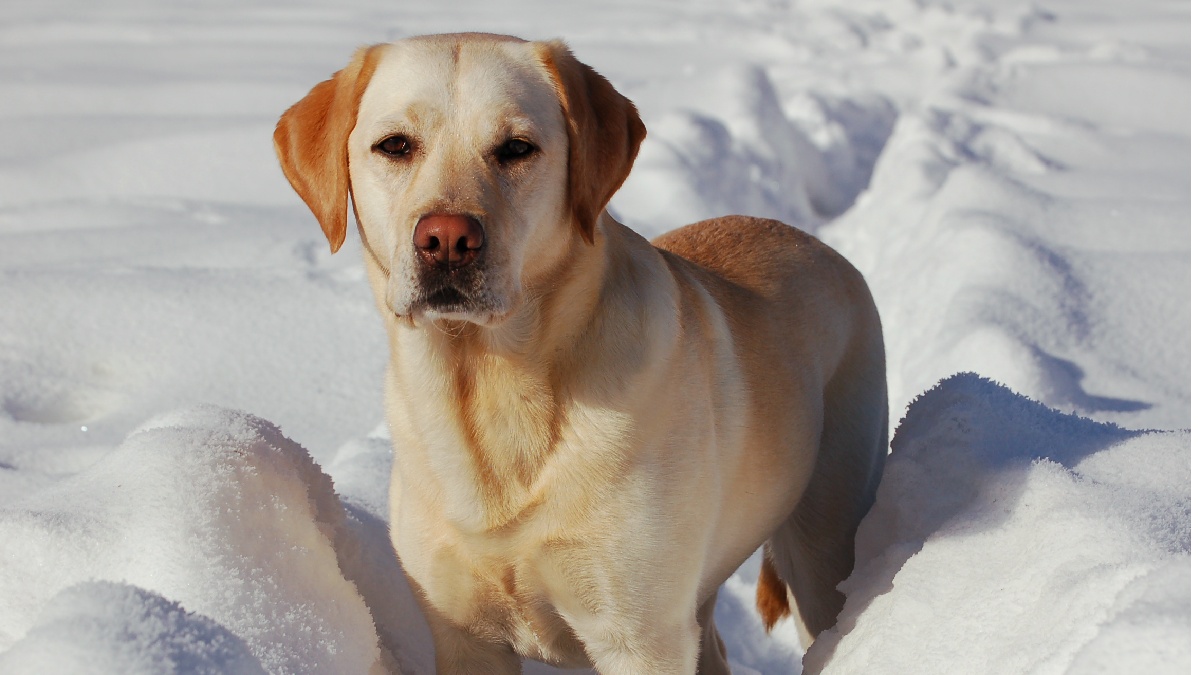 O labrador retriever apresenta versatilidade como cão de serviço. Imagem: Hand/Wikimedia Commons