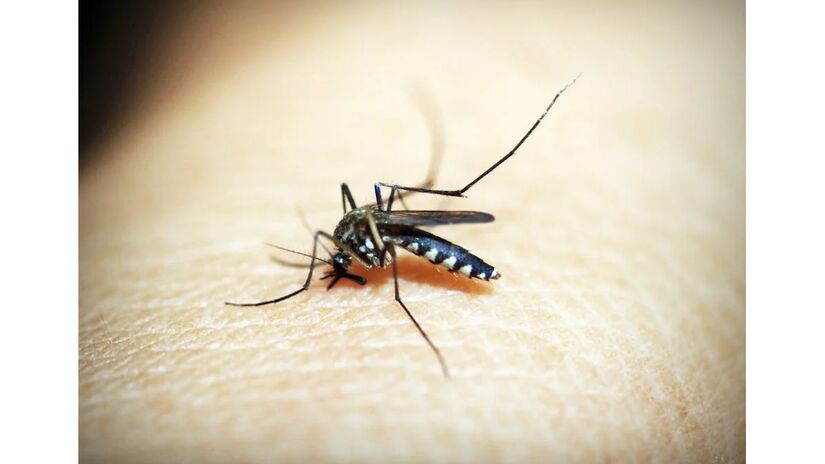 Segundo um artigo publicado no periódico Cell por pesquisadores da Universidade Rockefeller, em Nova York, nos Estados Unidos, pessoas com níveis mais altos de compostos chamados ácidos carboxílicos em sua pele são mais propensos a serem 'imãs de mosquito' - (icon0 com/Pexels)