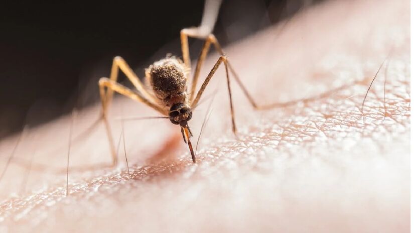Atrair mosquitos é algo que, infelizmente, está ligado de maneira corriqueira ao cotidiano dos seres humanos. Porém, algumas pessoas acabam atraindo mais os pernilongos, sofrendo mais com esse problema - (Jimmy Chan/Pexels)