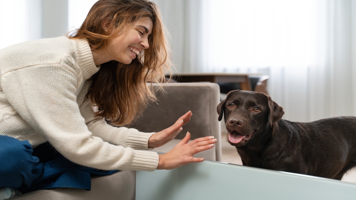 Pesquisadores da Universidade de Portsmouth observaram que o bocejo dos cães pode ir muito além do sono
