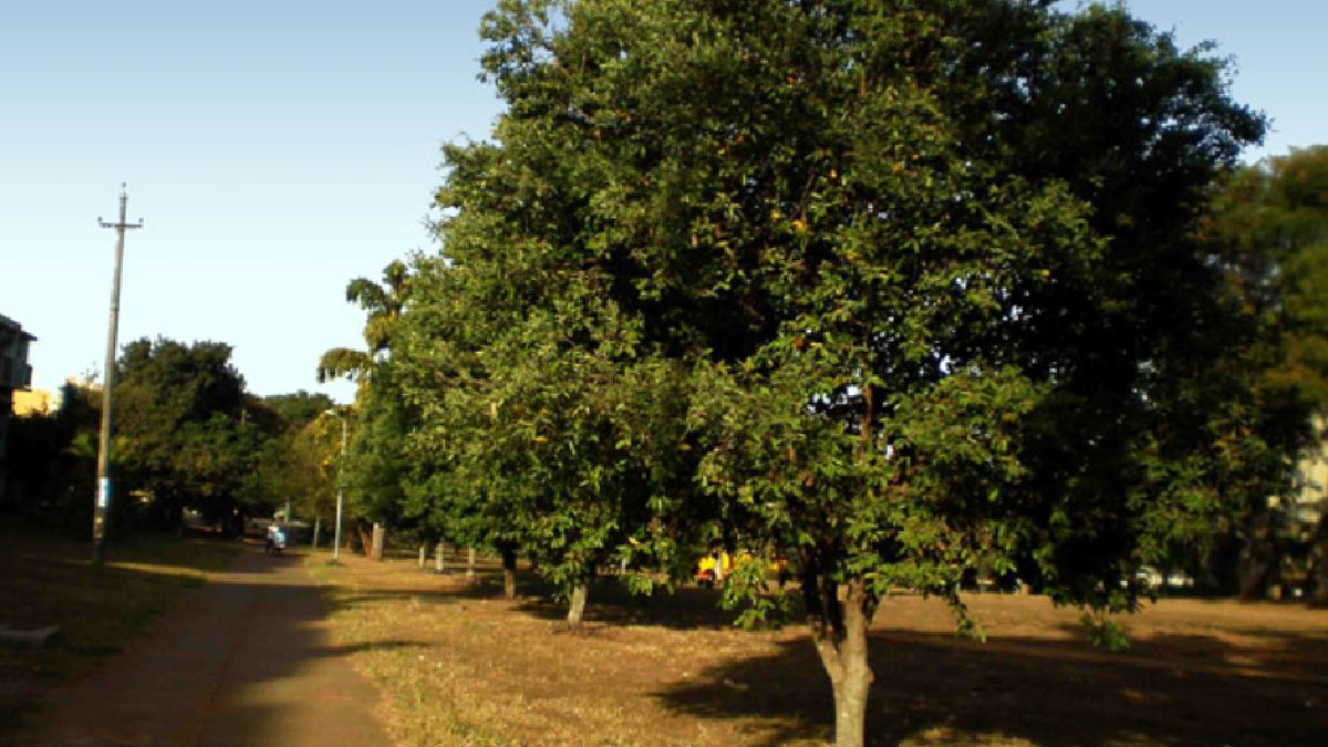Oiti | Divulgação | Jardim biz