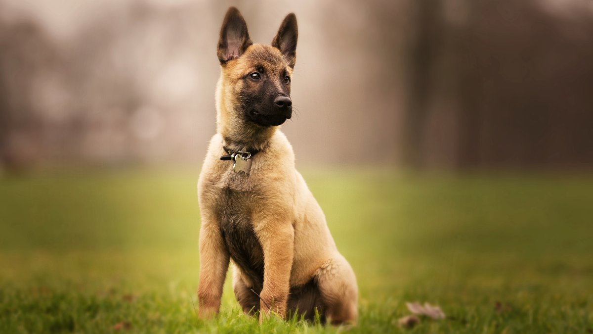 Pastor Belga Malinois foi eleito o cão mais inteligente do mundo