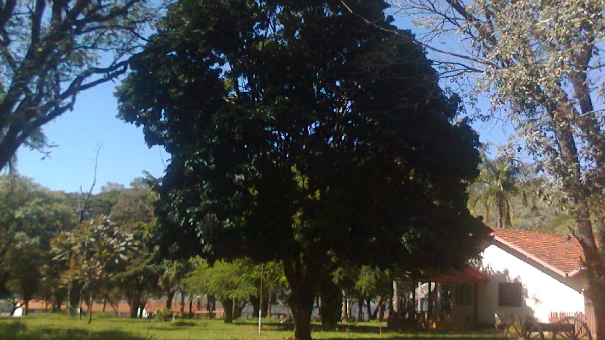 Pau brasil deu origem a toda a colonização portuguesa no território que hoje é nosso país. Imagem: Jarbas yurasseck, jr/Wikimedia Commons