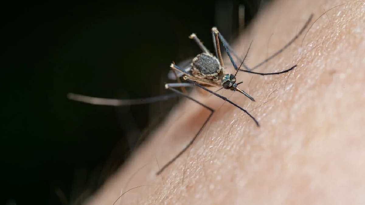 Um dos principais pontos da experiência foi da descoberta de que é possível investir na criação de novos produtos que possam mascarar ou alterar certos odores humanos, tornando mais difícil para os mosquitos encontrar sangue humano e potencialmente reduzindo a propagação de doenças - (Jimmy Chan/Pexels)