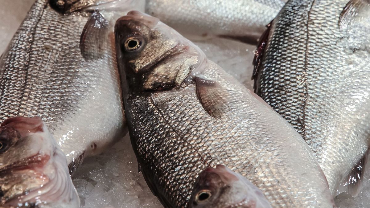 Pescada de grande porte acumula metais pesados. Imagem: Pixnio