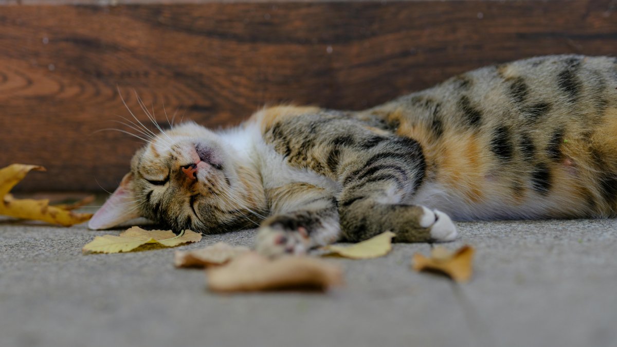 A temperatura normal do felino gira em torno de 38 °C, o que não significa febre ou problema por si só (Foto: Engin Akyurt/Pexels)