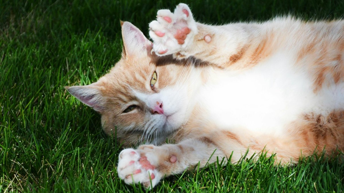 Gatos adoram tomar sol, mas também sentem calor e podem ficar desconfortáveis dentro de casa (Foto: Kevin Bidwell/Pexels)