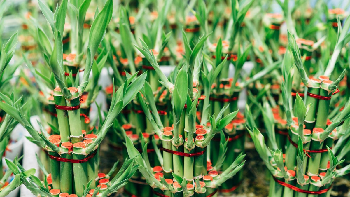 2- Bambu-da-sorte (Foto: Markus Winkler/Pexels)