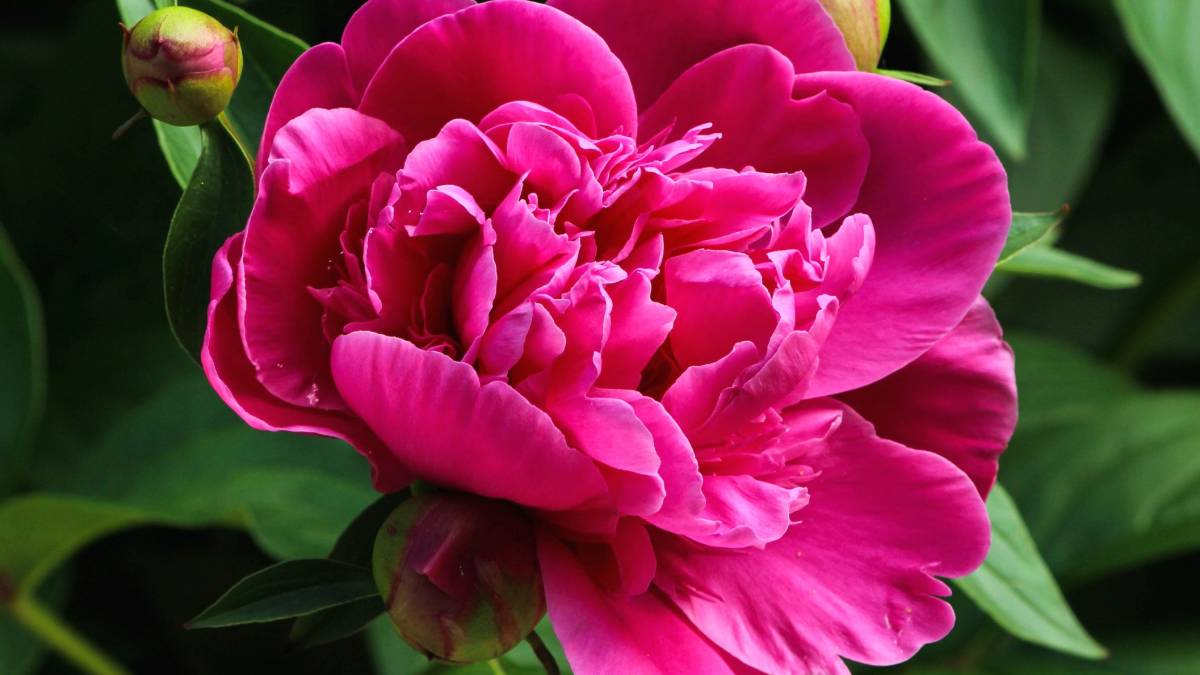 Peônia valorizada na China e no Japão, está relacionada a amor duradouro e prosperidade, especialmente quando usada em jardins e buquês delicados. Foto: Pixnio