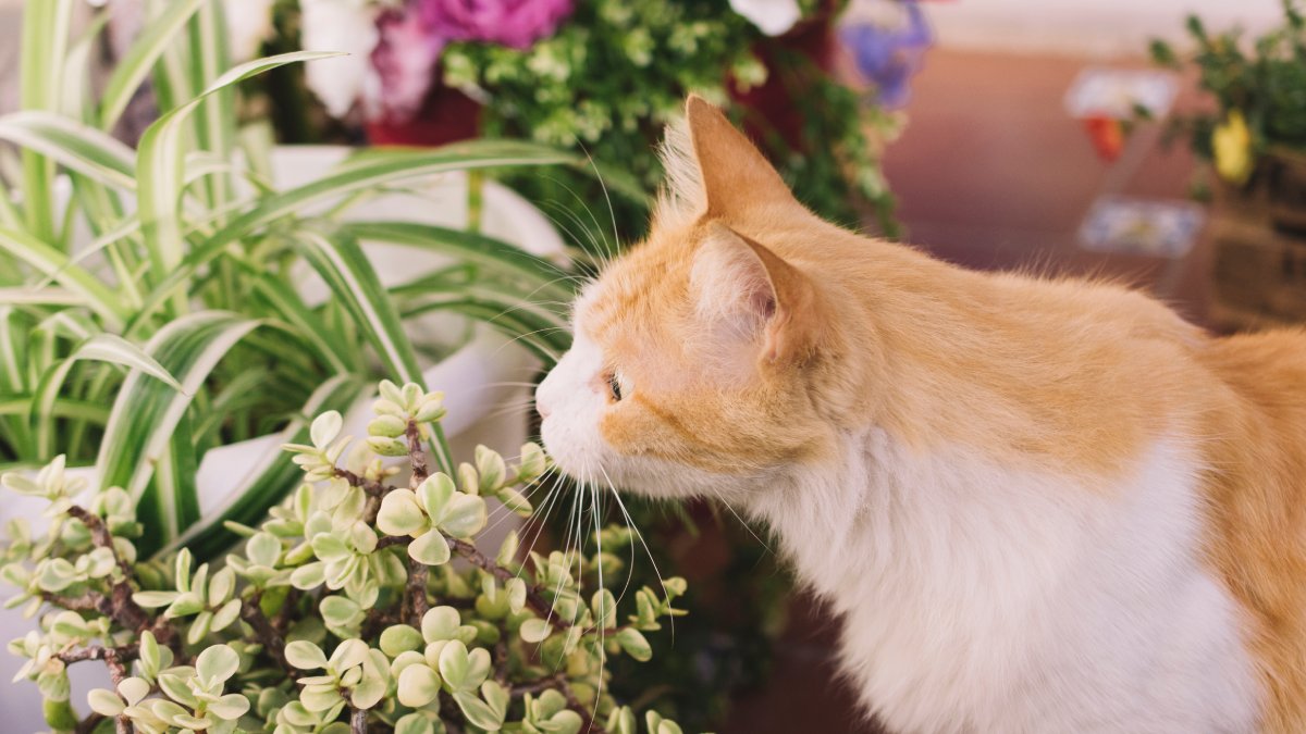 Oliveira, lavanda e peixe estão estre os cheiros preferidos destes animais