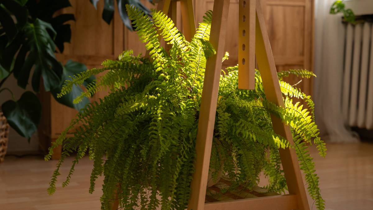 5. Gêmeos: Plantas aéreas (Foto: Freepik)