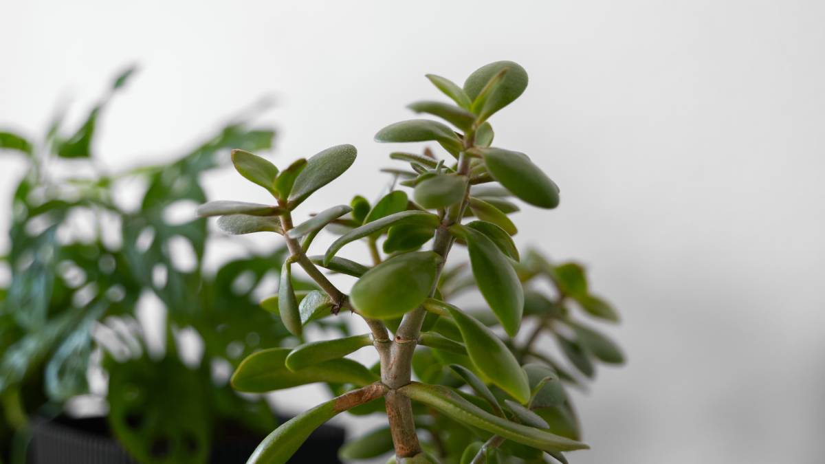 4. Touro: Planta-jade (Foto: Freepik)