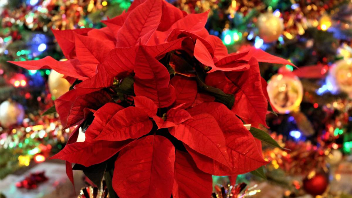 A poinsétia virou símbolo do Natal no Brasil, mas o nome "flor do Natal" engana porque a planta não tem pétalas vermelhas como muita gente imagina.