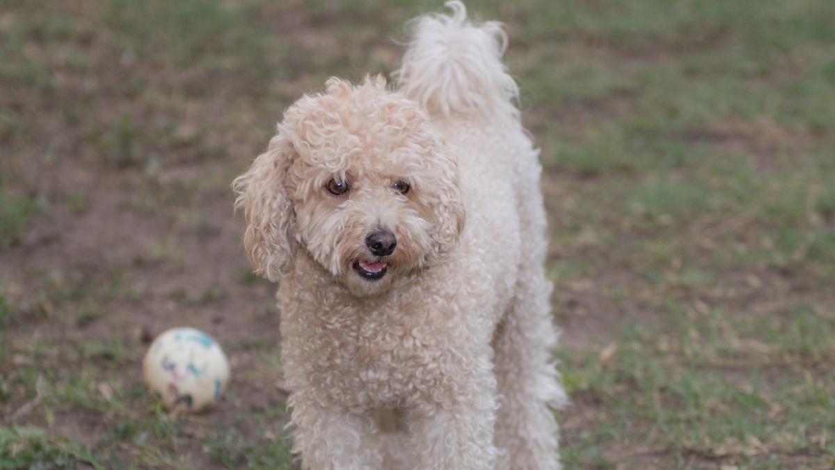 O Poodle possui versatilidade em diferentes tamanhos e funções. Imagem: PxHere
