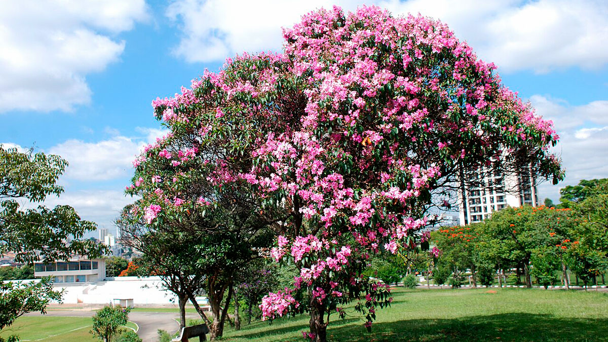 Quaresmeira | Mauro Guanandi | Wikimedia Commons