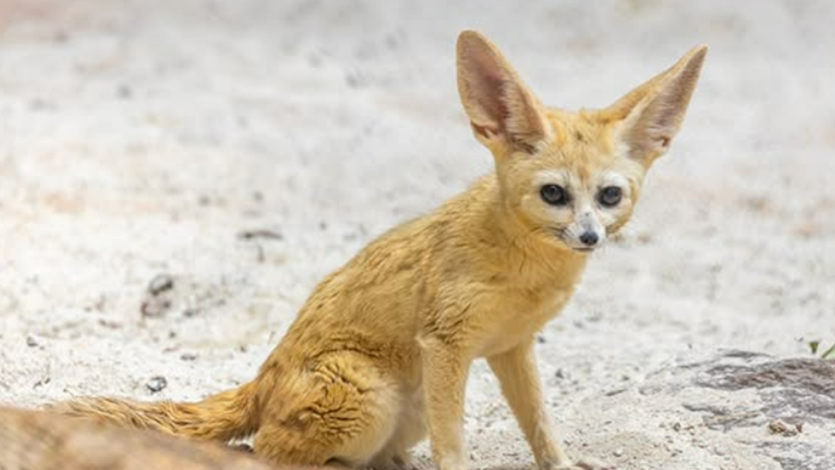 'Eles parecem ter saído direto de um filme de animação', escreveu o zoológico paulistano/Divulgação/Zoo SP