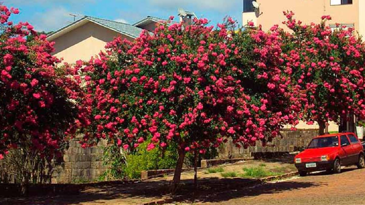 Resedá | Divulgação | Plantasonya