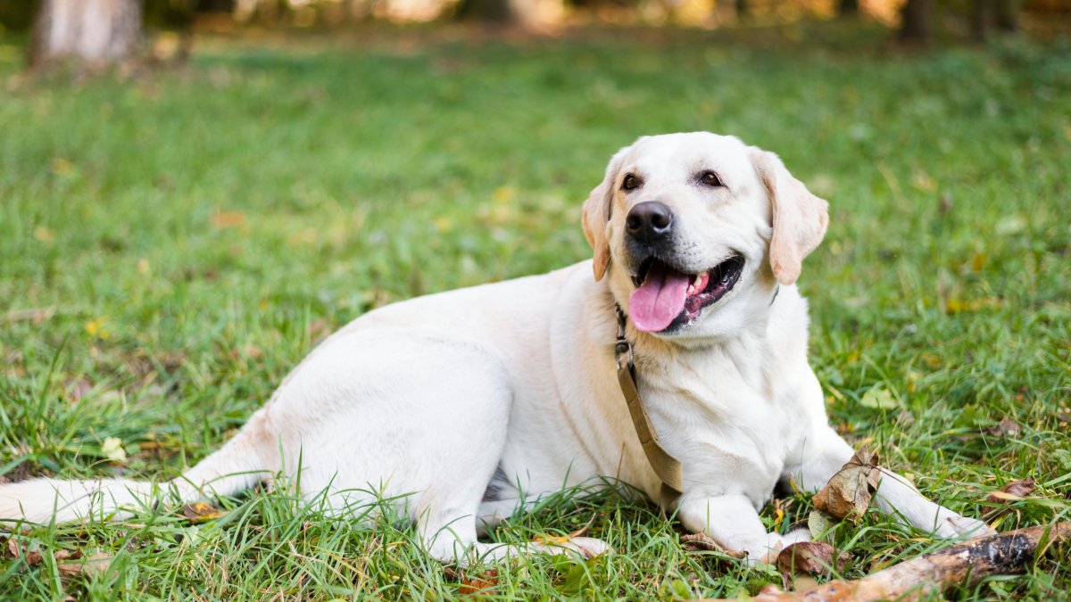 De forma surpreendente, o labrador consquistou o terceiro lugar na lista de raças mais inteligentes (Fotos: Freepik)