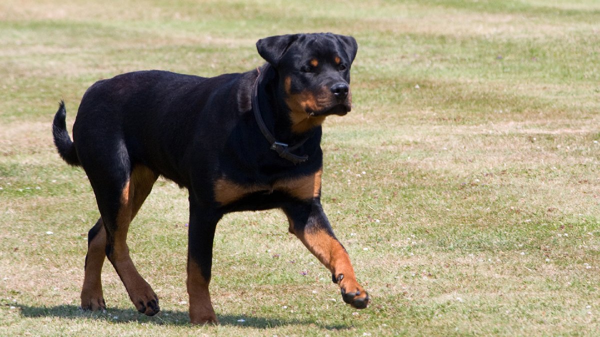 Rottweilers possuem força combinada com capacidade cognitiva. Imagem: Domíno público