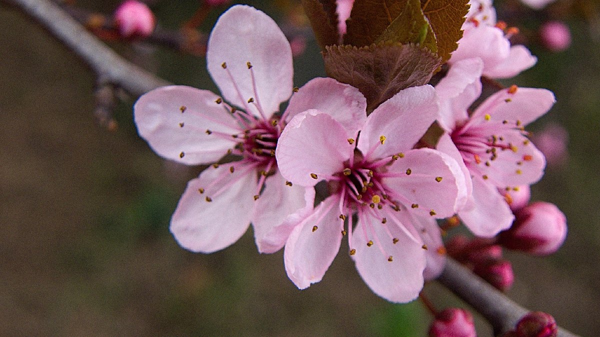 O florecer das sakuras japonesas atrai milhares de turistas todos os anos. Imagem: PxHere