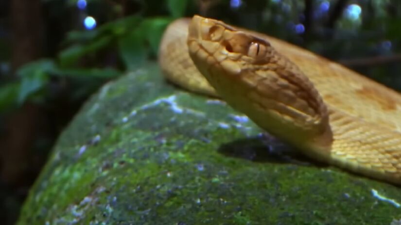 Mesmo que os aventureiros interessados estejam dispostos a enfrentar este obstáculo, contudo, irão esbarrar em outro quesito: é proibido visitar a ilha sem autorização - (Reprodução/National Geographic Brasil)
