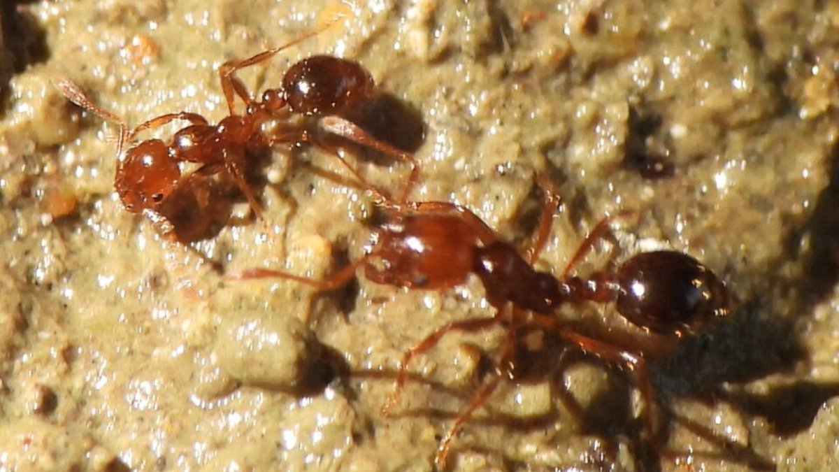 2. Formiga de Fogo (Foto: Sam Kieschnick/Wikimedia Commons)