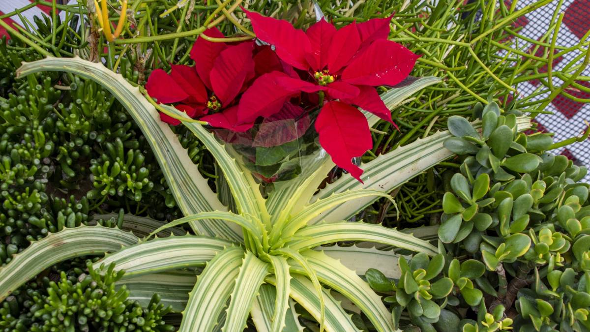 O vermelho intenso que aparece na decoração vem de brácteas, folhas modificadas que protegem as inflorescências pequenas e discretas no centro da planta.