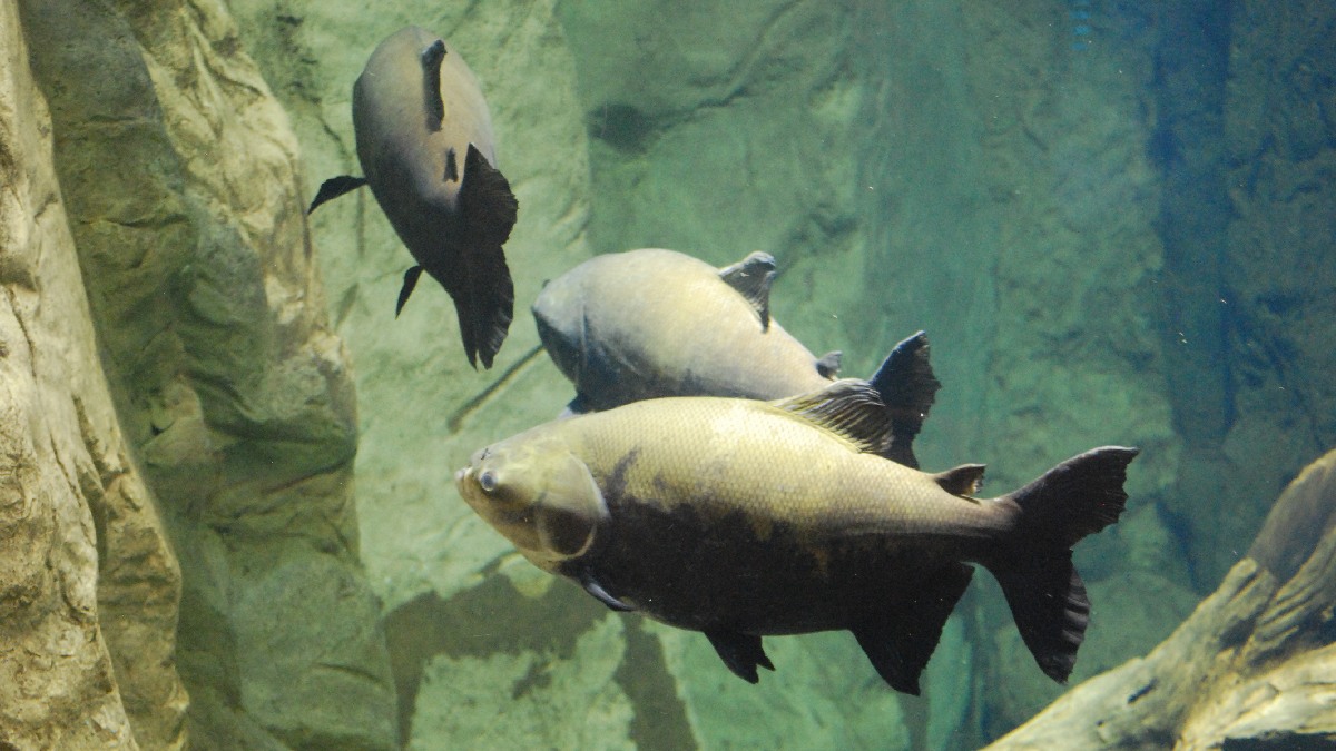 Peixes de grande porte tendem a ser mais perigosos para o consumo. Imagem: AlejandroLinaresGarcia/Wikimedia Commons