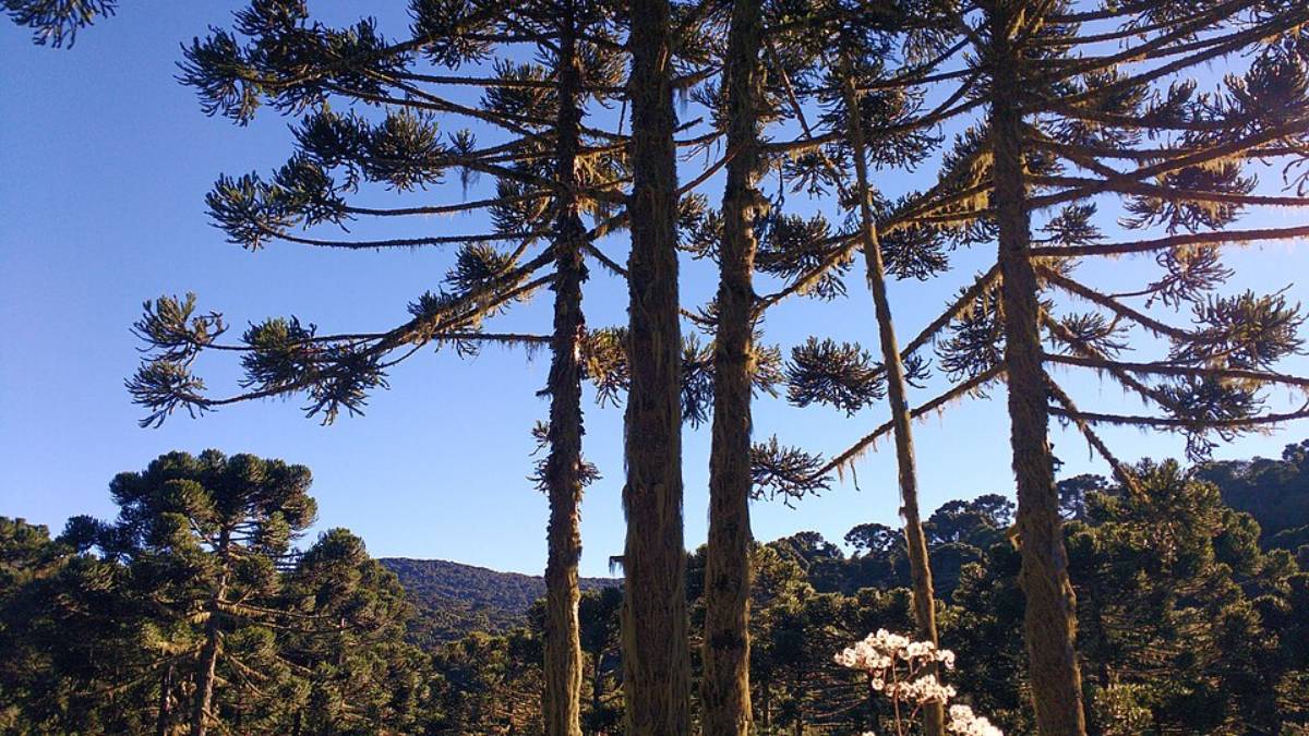 Localizada a mais de 1.335 metros de altitude na serra catarinense Urupema ostenta o título de cidade mais fria do Brasil e atrai turistas que desejam vivenciar temperaturas extremas que já chegaram a marcar -6º C na praça principal. O município se consolidou como referência nacional de inverno rigoroso e registrou recentemente índices negativos até mesmo no mês de abril reforçando sua fama de destino perfeito para quem ama o frio.