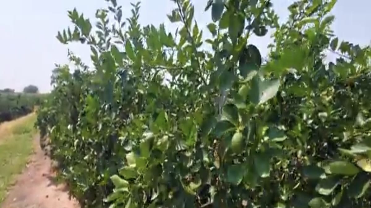 O cultivo de limão é a força motriz da economia da cidade - reprodução/YouTube