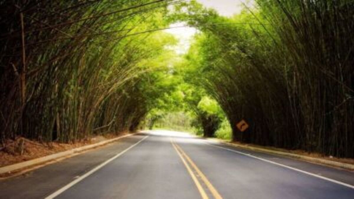 A estrada sombreada pelo bambuzal proporciona sensação de frescor e marca a chegada à cidade, localizada na Serra das Cabras.