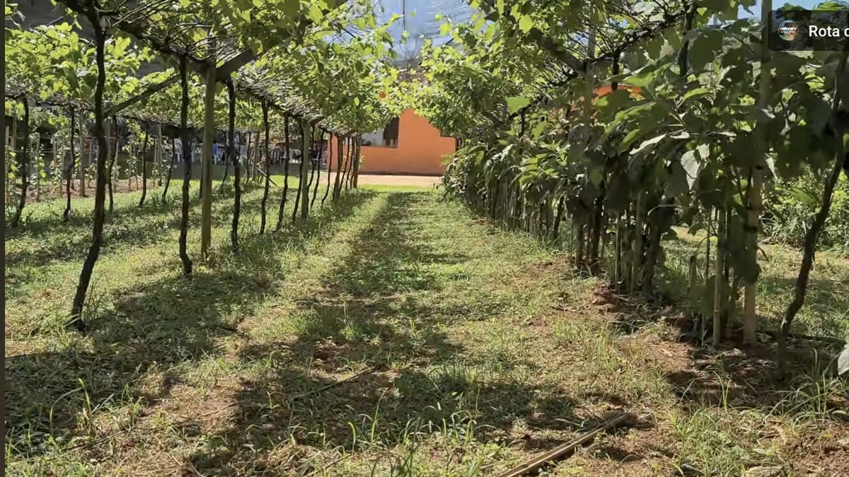 O vinho jundiaiense já foi usado em cerimônias papais - Reprodução/YouTube