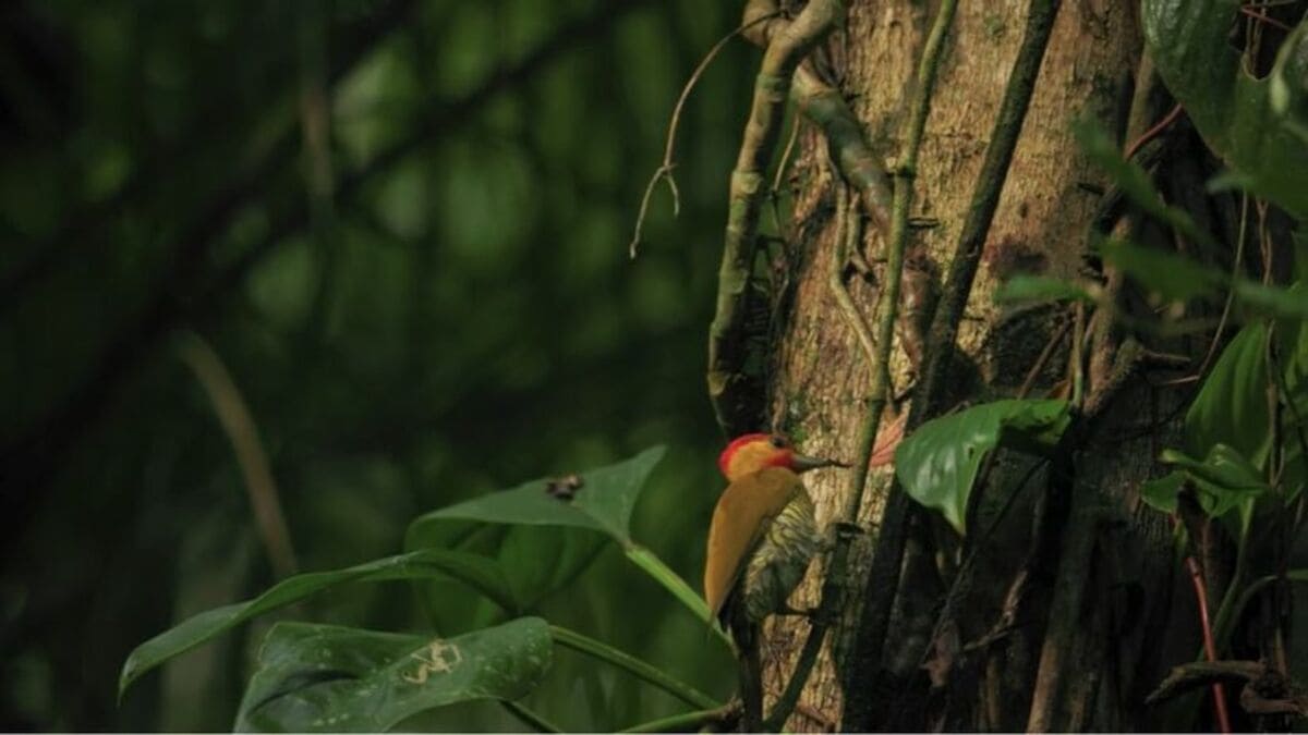 Natureza intacta onde a floresta encontra o mar ao longe