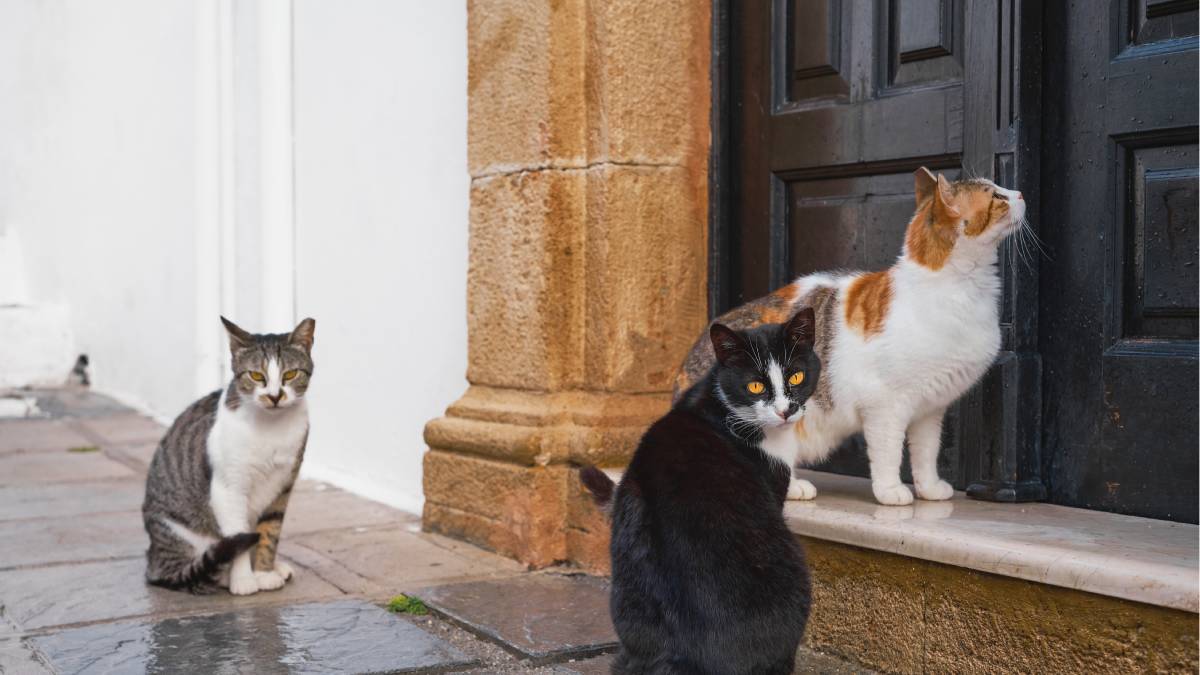 Istambul, frequentemente chamada de cidade dos gatos, ganhou esse apelido porque os animais estão por toda parte (Fotos: Freepik)