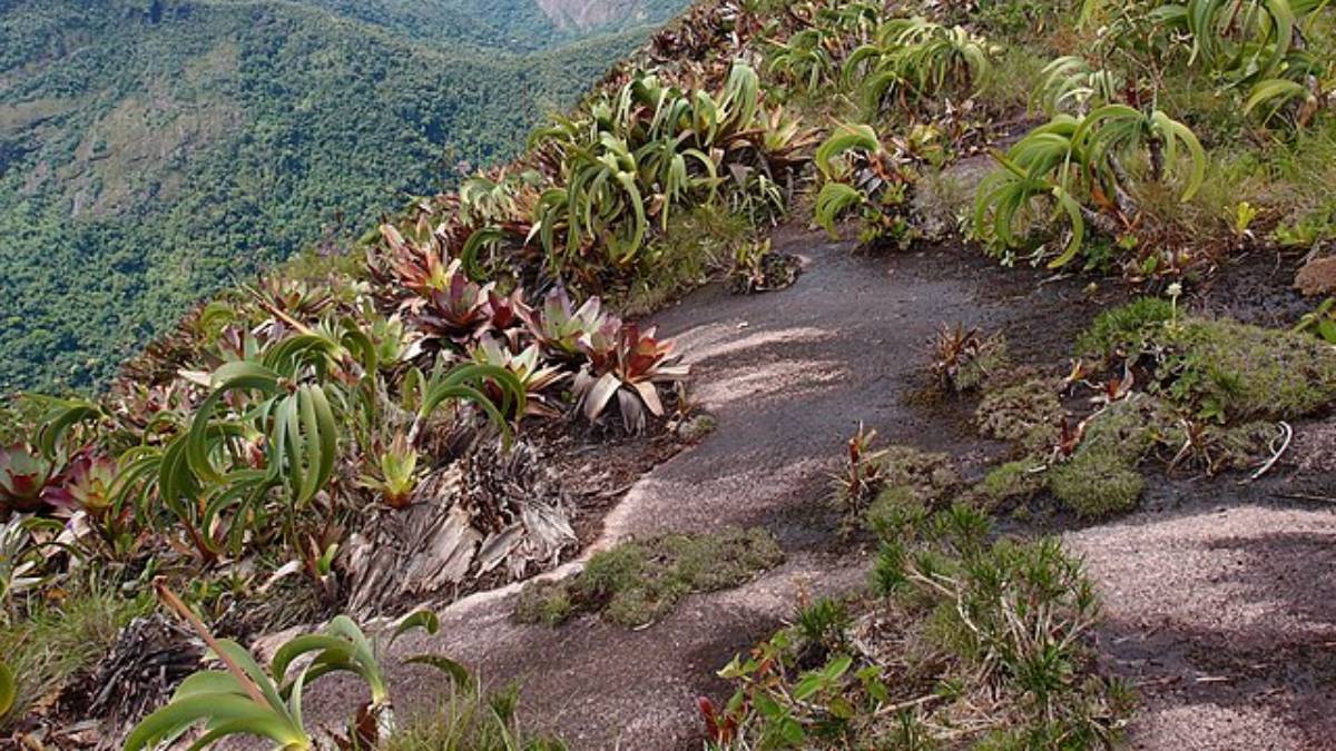 As mudas estavam escondidas dentro de sacolas plásticas às margens de uma trilha em área de proteção ambiental (Foto: Charles76/ Wikimedia Commons)