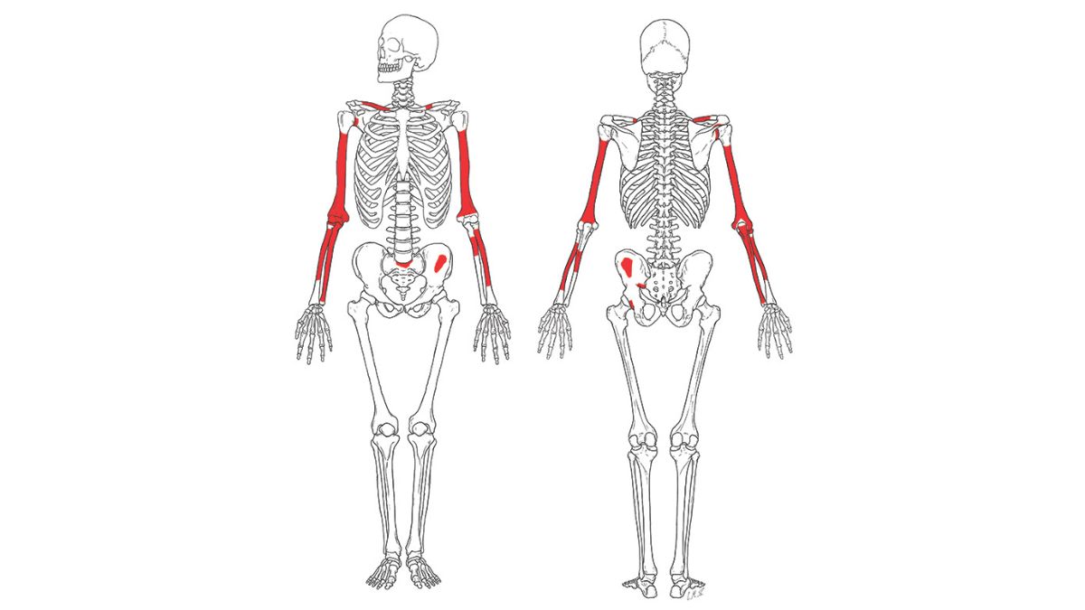 Cada fragmento passou por análise individual antes da remontagem (Foto: Reprodução/Institut Català de Paleontologia Miquel Crusafont)