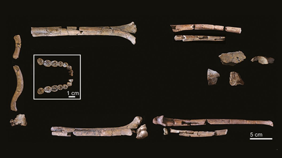 Os fósseis foram encontrados no norte do Quênia ao longo da última década, distribuídos em camadas geológicas datadas entre 2,02 e 2,06 milhões de anos (Foto: Reprodução/Institut Català de Paleontologia Miquel Crusafont)