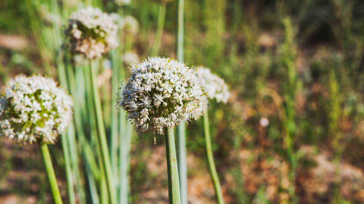 Quando não é colhido antes do tempo e segue seu ciclo completo, a planta desenvolve flores delicadas que transformam canteiros e vasos em pontos de destaque no jardim
