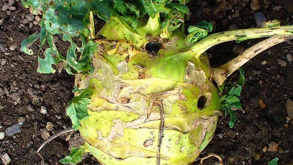 Esse vegetal pertence à mesma família do brócolis e da couve-flor (Foto: H. Zell / Wikimedia Commons)
