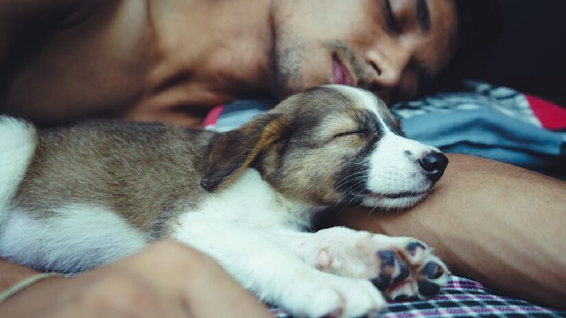 Segundo o estudo, a pessoa libera oxitocina (o hormônio da felicidade e do bem-estar) ao dormir com o pet, contribuindo para um sono reparador e tranquilo - (Yogendra Singh/Pexels)