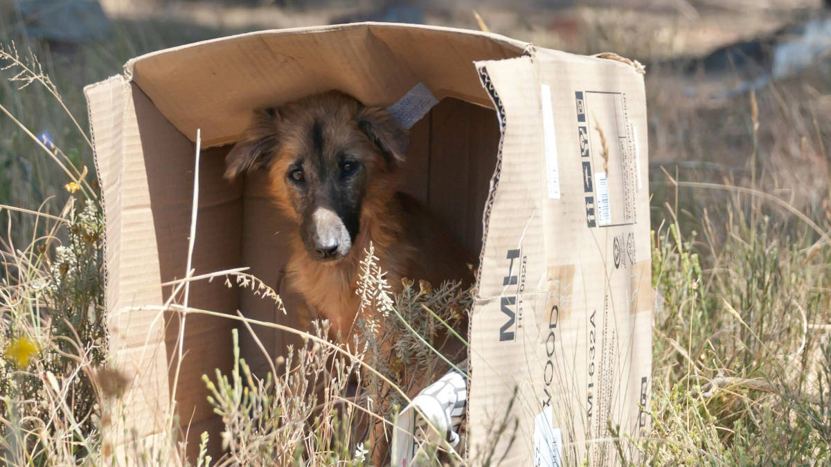 Entenda as leis que protegem os animais de maus-tratos. Foto: Pexels