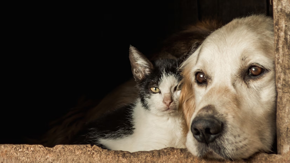 Para aqueles que possuem um casal de animais, a combinação mais popular em território nacional é a clássica 'Romeu e Julieta' - (Wirestock/Freepik)