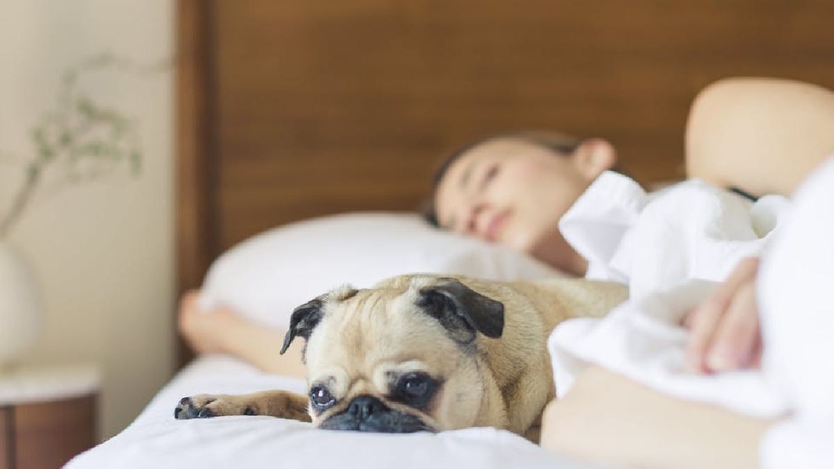 Conviver com os pets tem sido cada vez recorrente nos lares, seja para passar o dia ou até na hora de dormir, com os animais de estimação dividindo muitas vezes a mesma cama que os tutores - (Burst/Pexels)