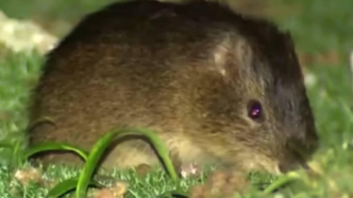 Ilha dos Moleques do Sul é o único lugar do mundo onde vive o preá-de-Moleques-do-Sul (Foto: Carlos H.Salvador/ Reprodução/ Youtube)