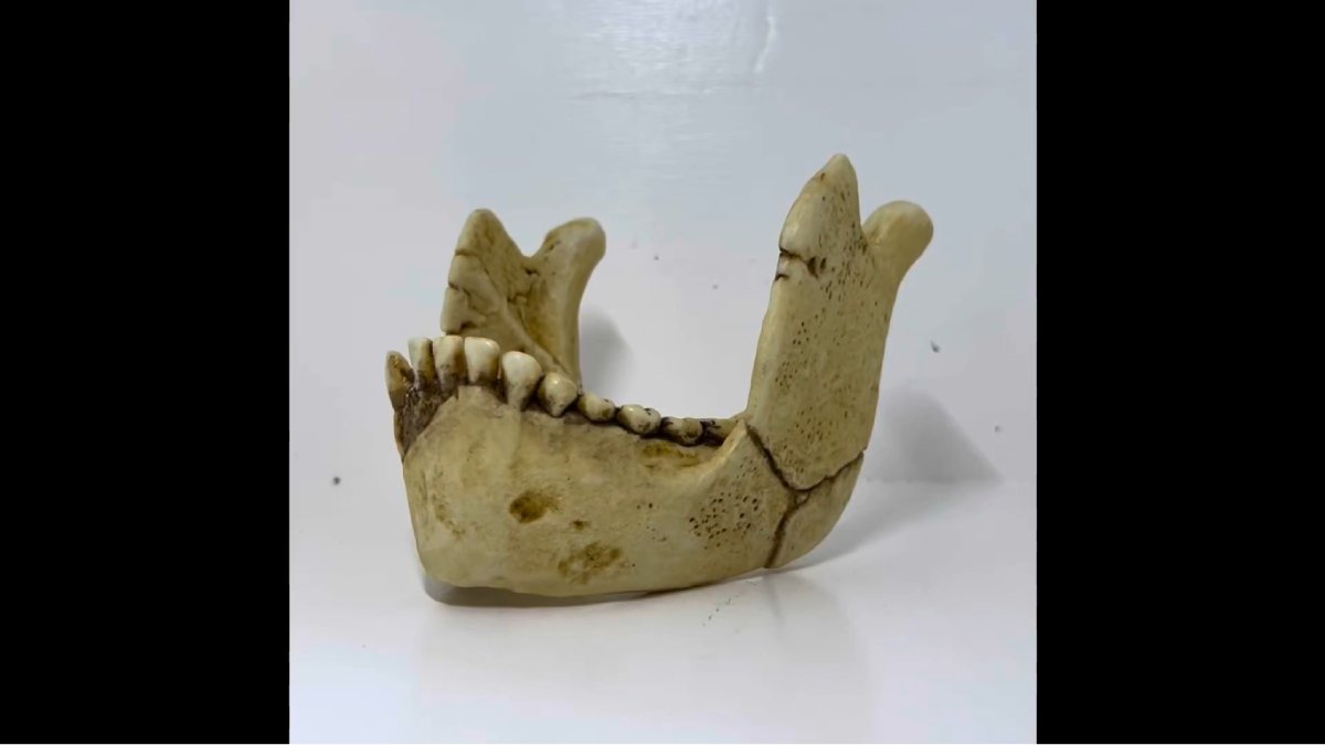 Exames indicam que, apesar do apelido "quebra-nozes", o Paranthropus podia se adaptar a diferentes alimentos e ambientes (Fotos: Reprodução/Youtube)