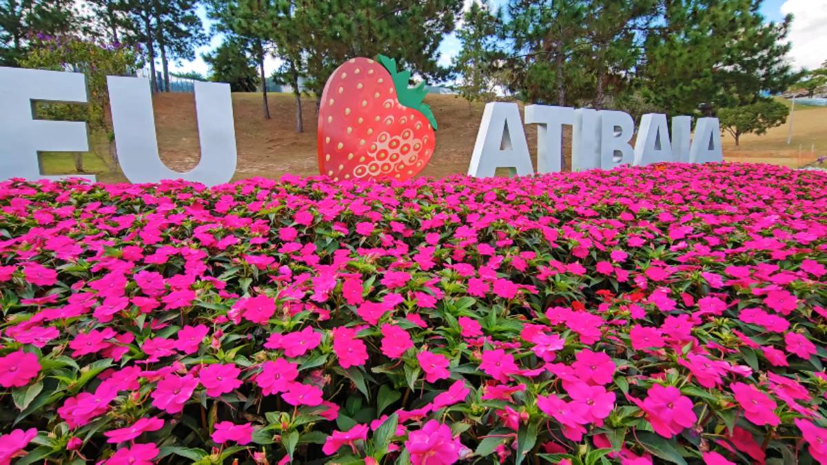 Muito antes de virar tendência nas redes sociais, o chamado morango do amor já fazia parte da identidade de Atibaia, cidade localizada a menos de uma hora da capital paulista
